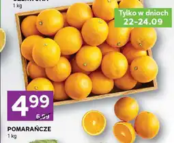 Stokrotka Pomarańcze Stokrotka oferta