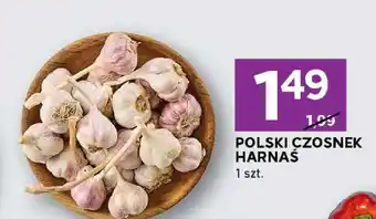 Stokrotka Czosnek polski Harnaś oferta