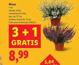 Lidl Wrzos Ok oferta