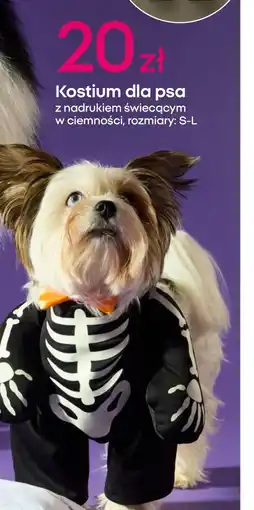 Pepco Kostium na halloween oferta