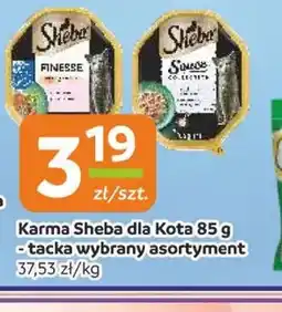 Gama Karma Sheba dla Kota oferta