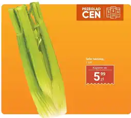 Biedronka Seler naciowy Biedronka oferta