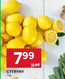 Stokrotka Cytryny Stokrotka oferta