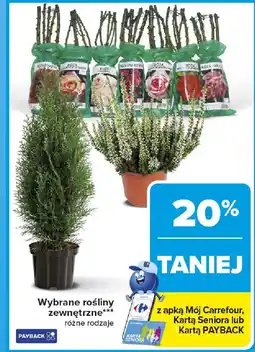 Carrefour Wybrane rośliny zewnętrzne oferta