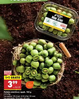 Biedronka Mini kiwi polskie Biedronka oferta