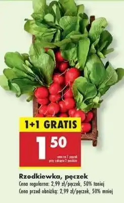 Biedronka Rzodkiewka pęczek oferta