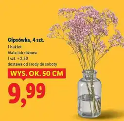 Lidl Gipsówka, 4 szt oferta