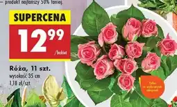 Biedronka Róża 11 szt oferta