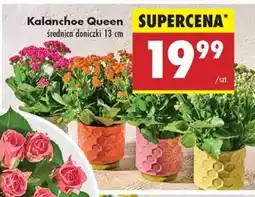 Biedronka Kalanchoe Queen oferta