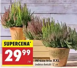 Biedronka Wrzos trio XXL oferta