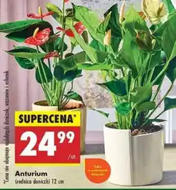 Biedronka Anturium oferta