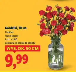 Lidl Goździki, 10 szt oferta