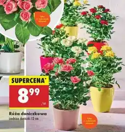 Biedronka Róża doniczkowa oferta