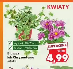 Kaufland Chryzantema oferta