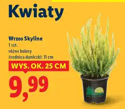 Lidl Wrzos Skyline oferta