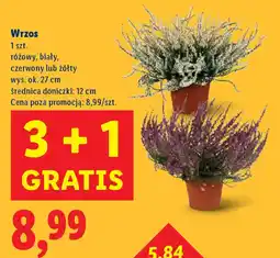Lidl Wrzos różowy, biały, oferta