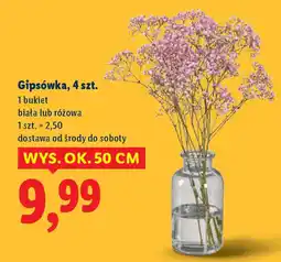 Lidl Gipsówka oferta