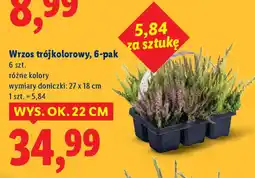 Lidl Wrzos trójkolorowy, 6-pak oferta