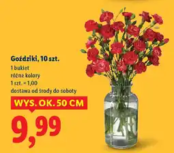 Lidl Goździki oferta