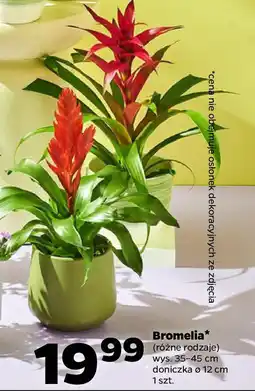 Netto Bromelia oferta