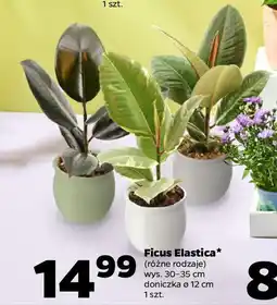 Netto Ficus Elastica oferta