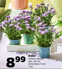 Netto Aster oferta