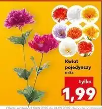 Kaufland Kwiat pojedynczy oferta