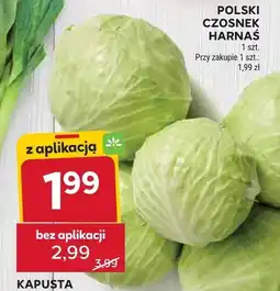 Stokrotka Kapusta biała 1 szt. Stokrotka oferta