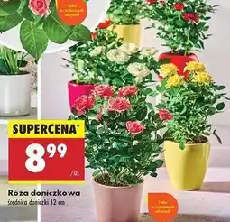 Biedronka Róża doniczkowa 12 cm oferta