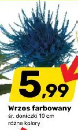 Bricomarche Wrzos farbowany oferta