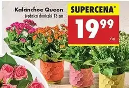 Biedronka Kalanchoe queen 13 cm oferta