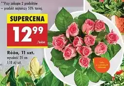 Biedronka Róża 35 cm oferta