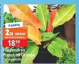 E.Leclerc Filodendron prince of orange 17 cm oferta