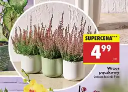 Biedronka Wrzos pączkowy oferta
