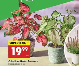 Biedronka Caladium Green Treasure oferta