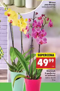 Biedronka Storczyk 2-pędowy w osłonce oferta