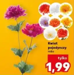 ALDI Kwiat pojedynczy oferta
