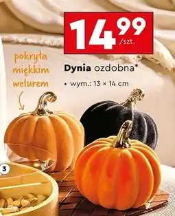 Biedronka Dynia ozdobna 13 x 14 cm Smukee oferta