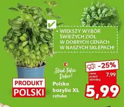 Kaufland Bazylia XL w doniczce Kaufland oferta