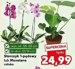 Kaufland Storczyk 1-pędowy oferta