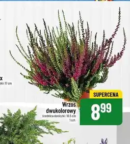 Polomarket Wrzos oferta
