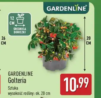 ALDI Gardenline golteria oferta