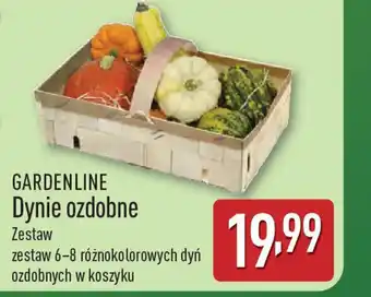 ALDI Gardenline dynie ozdobne oferta