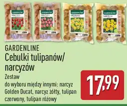 ALDI Gardenline cebulki tulipanów/ narcyzów oferta