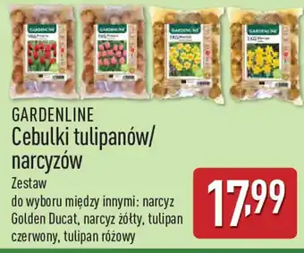 ALDI Gardenline cebulki tulipanów/ narcyzów oferta