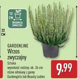 ALDI Gardenline wrzos zwyczajny oferta