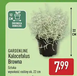 ALDI Gardenline kalocefalus browna oferta