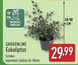 ALDI Gardenline eukaliptus oferta