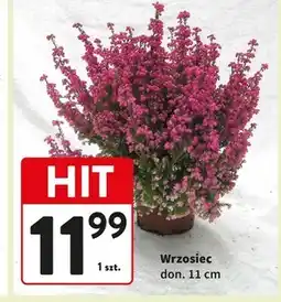 Intermarche Wrzosiec Hit oferta