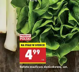 Biedronka Sałata masłowa doniczkowa Biedronka oferta